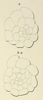 Planorbulina rubra d'Orbigny in Fornasini, 1908