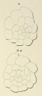 Planorbulina rubra d'Orbigny in Fornasini, 1908