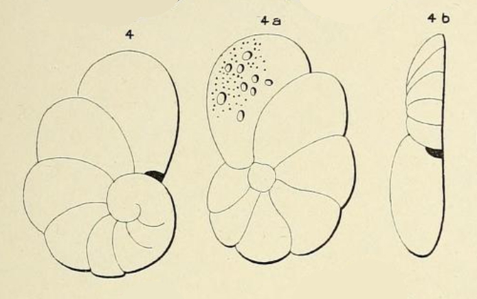 Truncatulina infractuosa d'Orbigny, 1852 Truncatulina infractuosa d'Orbigny, 1852