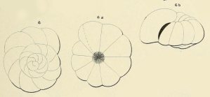 Gyroidina umbilicata d'Orbigny in Fornasini, 1902