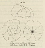 Gyroidina umbilicata d'Orbigny in Fornasini, 1902