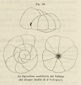 Gyroidina umbilicata d'Orbigny in Fornasini, 1902 Gyroidina umbilicata d'Orbigny in Fornasini, 1902