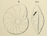 Anomalina nautiloides d'Orbigny, 1852