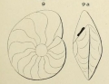 Chromista - Foraminifera (foraminifers)