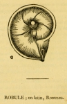 Robulus cultratus Montfort, 1808