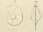Robulina cultrata (Montfort, 1808)