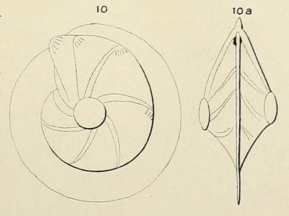 Robulina cultrata (Montfort, 1808)