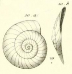 Planulina dubia d'Orbigny in Guérin-Méneville, 1832