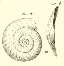 Planulina dubia d'Orbigny in Guérin-Méneville, 1832