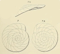 Chromista - Foraminifera (foraminifers)