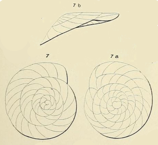 Planulina dubia d'Orbigny in Guérin-Méneville, 1832