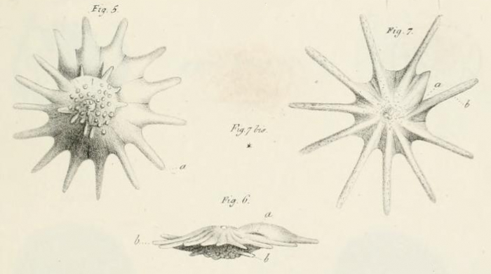 Calcarina defrancii d'Orbigny, 1826