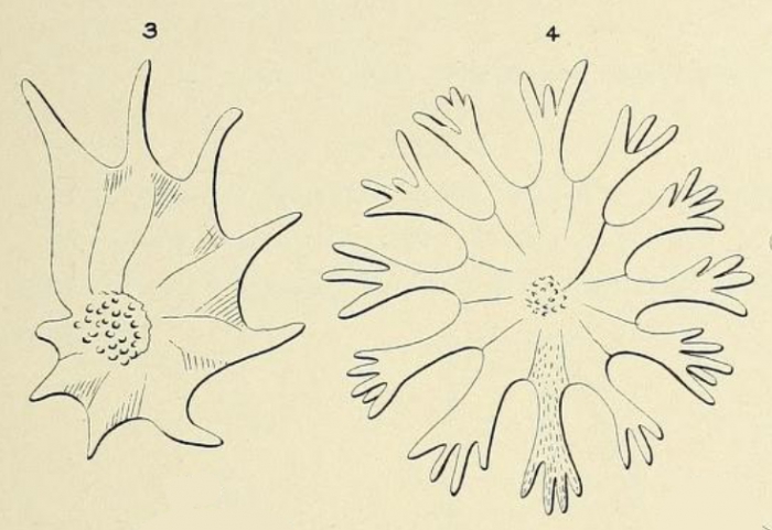 Calcarina defrancei d'Orbigny, 1826