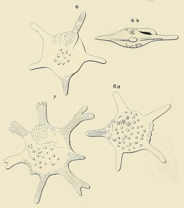 Calcarina gaudichaudii d'Orbigny in Ehrenberg, 1840