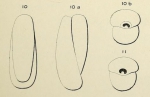 Biloculina elongata d'Orbigny, 1826