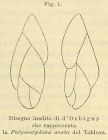 Polymorphina acuta d'Orbigny, 1852 