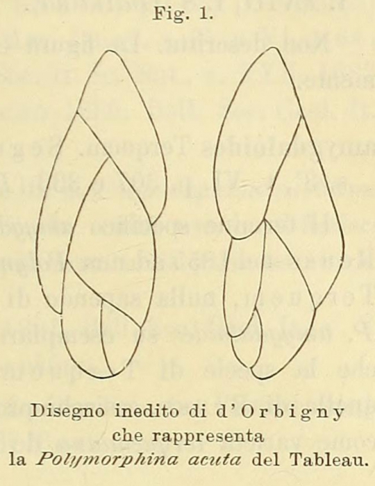 Polymorphina acuta d'Orbigny, 1852 