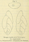 Polymorphina inaequalis d'Orbigny, 1852