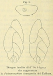 Polymorphina inaequalis d'Orbigny, 1852