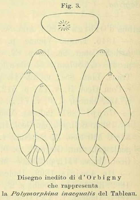 Polymorphina inaequalis d'Orbigny, 1852