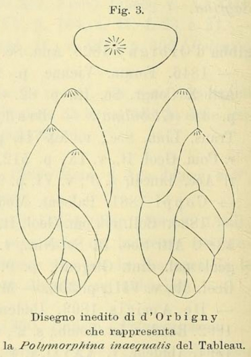 Polymorphina inaequalis d'Orbigny, 1852 Polymorphina inaequalis d'Orbigny, 1852