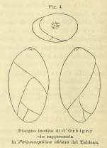 Polymorphina obtusa d'Orbigny, 1850