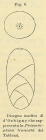 Polymorphina truncata d'Orbigny, 1852
