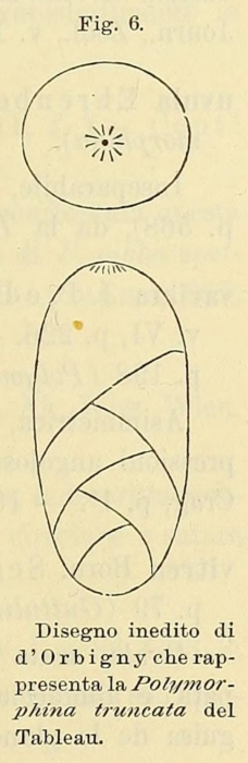 Polymorphina truncata d'Orbigny, 1852