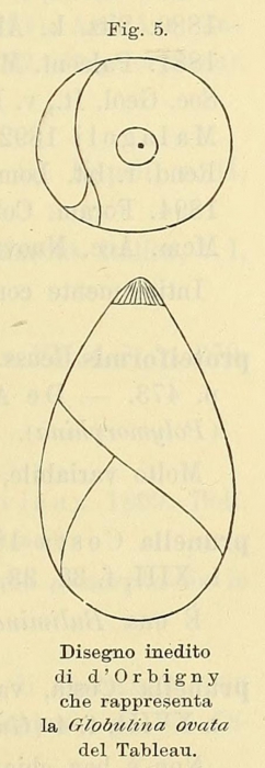 Globulina ovata (d'Orbigny, 1826)