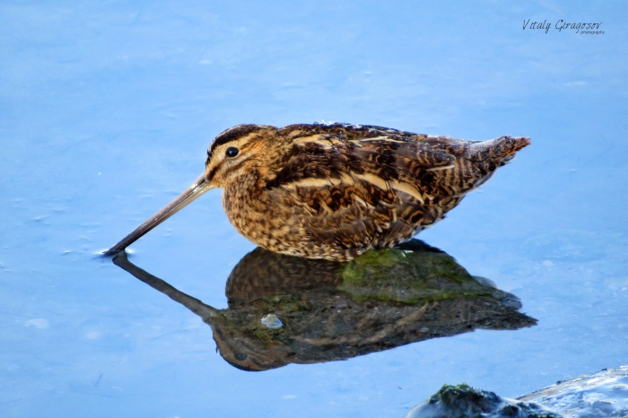 Common snipe (Gallinago gallinago). Common snipe (Gallinago gallinago).