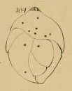 Soldani pl. 112 fig. gg Soldani pl. 112 fig. gg