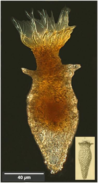 Tintinnopsis sinuata (Brandt 1896) Tintinnopsis sinuata (Brandt 1896)