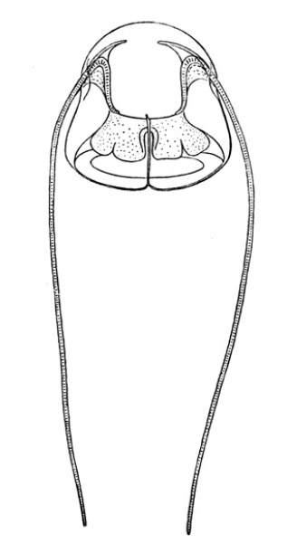 Solmundella bitentaculata from Kramp (1959) Solmundella bitentaculata from Kramp (1959)