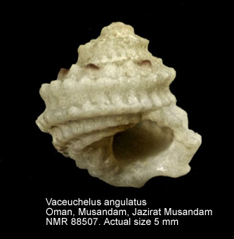 Vaceuchelus angulatus