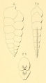 Chromista - Foraminifera (foraminifers)