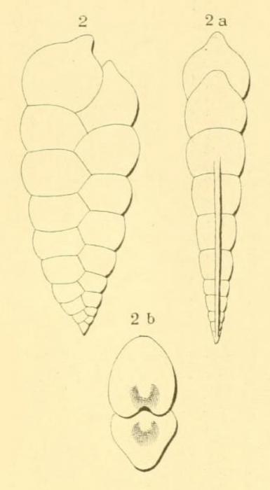 Textilaria acuta d'Orbigny in Fornasini, 1901