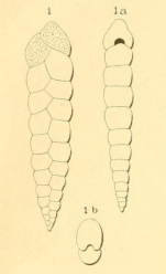Textularia consecta d'Orbigny, 1852