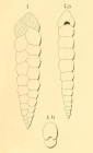 Textularia consecta d'Orbigny, 1852