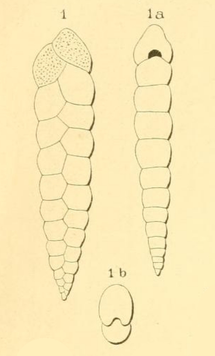 Textularia consecta d'Orbigny, 1852