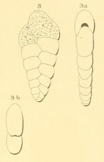 Textularia rugosa d'Orbigny, 1852