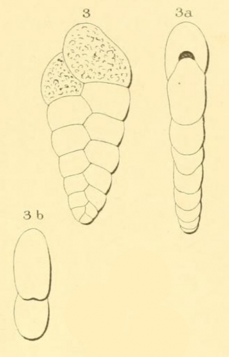 Textularia rugosa d'Orbigny, 1852