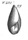 Soldani pl. 122 fig. gg Soldani pl. 122 fig. gg