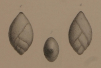 Polymorphina ovata d'Orbigny, 1846