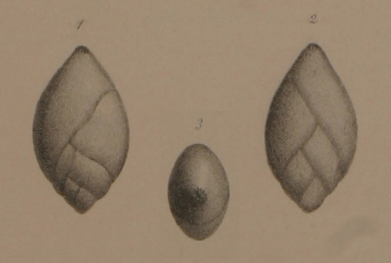 Polymorphina ovata d'Orbigny, 1846