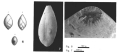 Chromista - Foraminifera (foraminifers)