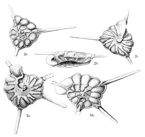 Rotalia trispinosa Thalmann, 1933 Rotalia trispinosa Thalmann, 1933