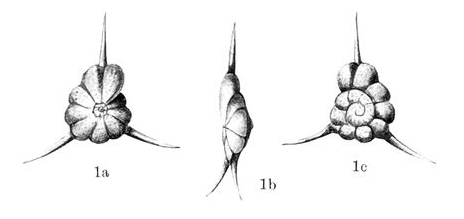 Rotalia cubana Thalmann, 1933 Rotalia cubana Thalmann, 1933