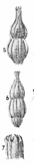 Amphicoryna catesbyi (d'Orbigny, 1839) Amphicoryna catesbyi (d'Orbigny, 1839)