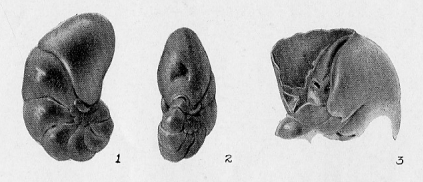 Cushmanella browni (d'Orbigny, 1839) Cushmanella browni (d'Orbigny, 1839)