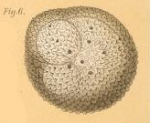 Orbulina imperfecta Rhumbler, 1911